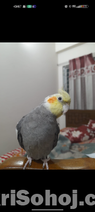 Cockatiel